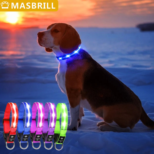 Light Up Dog Collar (Waterproof)